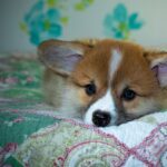 Reddybook Review: How This Platform Transforms Business Management and Powers Integration with Laser247