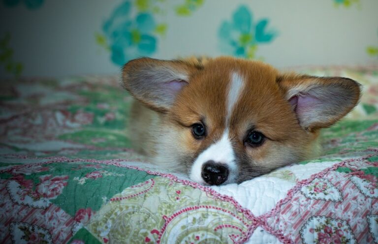 Reddybook Review: How This Platform Transforms Business Management and Powers Integration with Laser247